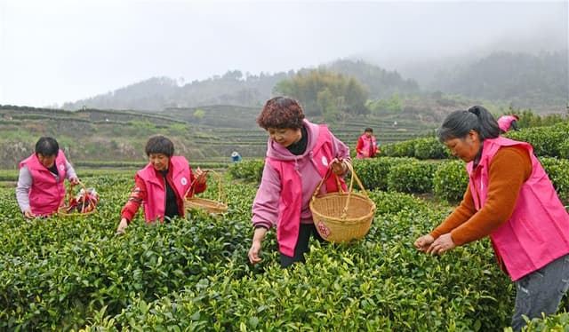 浙江仙居：百名志愿者抢摘春茶助农增收