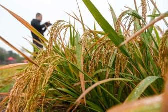 袁隆平之子谈接棒父亲：耐盐碱稻亩产超千斤不是终点