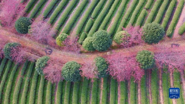 福建武夷山：茶园樱花开 不负春光美