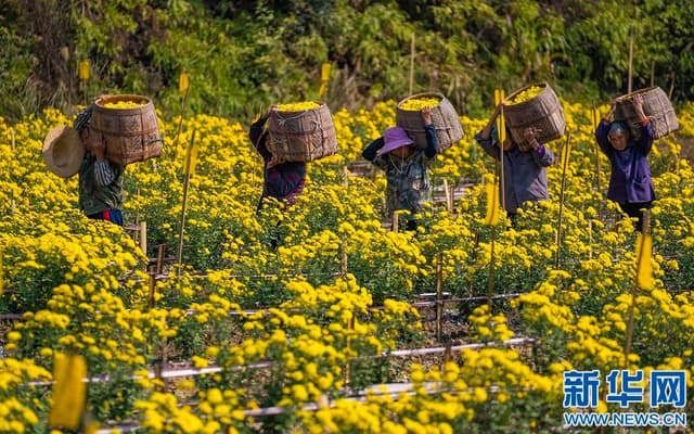 江西新余：皇菊丰收时 遍地“黄金花”