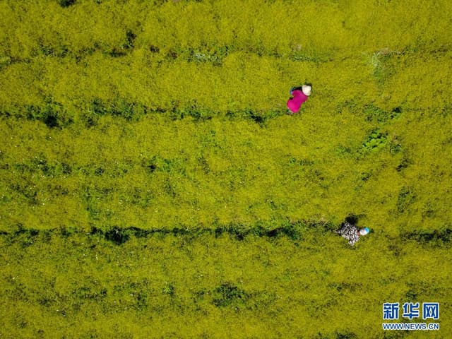 河北滦平：发展中药材种植 助力乡村振兴