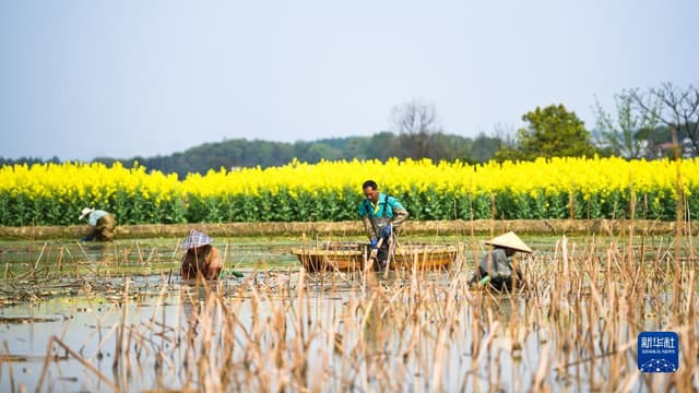 湖南常宁：莲藕采收忙