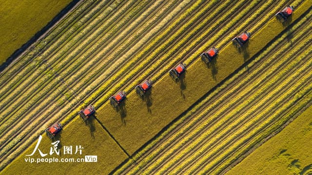 黑龙江北大荒：早熟水稻开镰 秋收大幕拉开