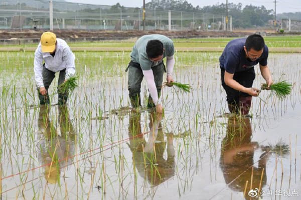 “天稻下凡”：嫦娥五号太空稻安家田间