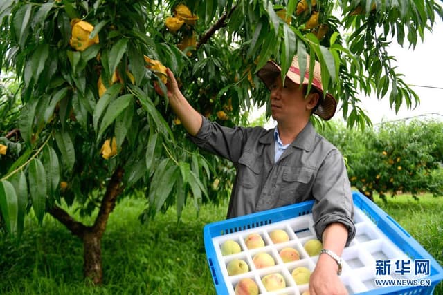 浙江奉化：水蜜桃开摘上市