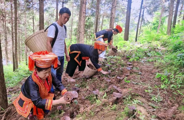 广西鹿寨：灵芝喜获丰收 助力瑶乡振兴