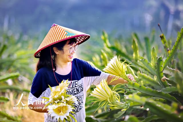 广东鹤山：霸王花大丰收