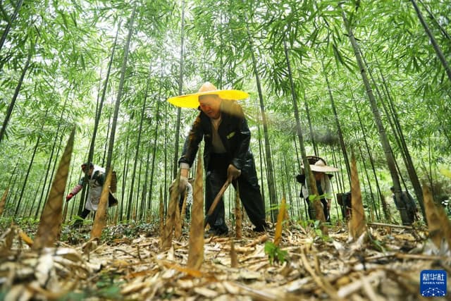 贵州赤水：5万亩大竹笋丰收上市