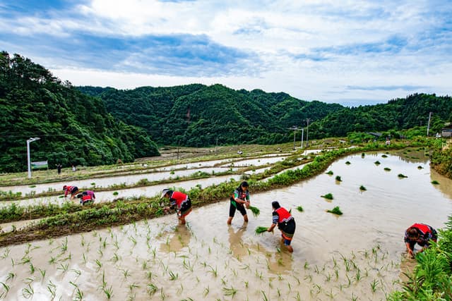 湖南芷江：高山梯田插秧忙