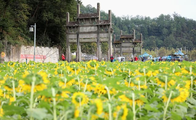 黄山徽州：百亩向日葵 “笑脸”迎客来