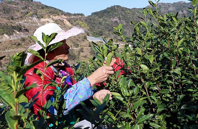 浙江：乌牛早茶“问春” 缕缕茶香沁人