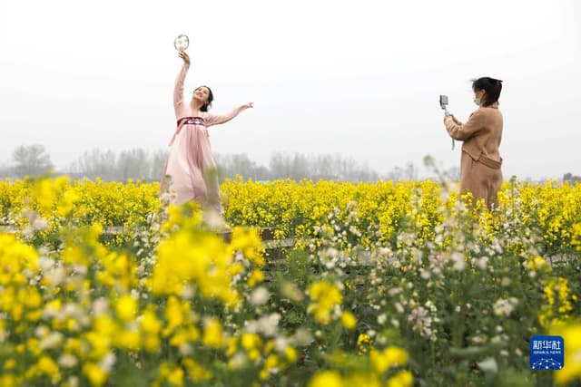 河南宝丰：油菜花开春光美