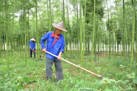 福建建瓯：一根翠竹撑起乡村“绿美富”