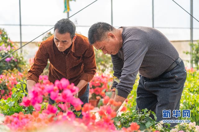 一朵三角梅引发的“苦坑村”蜕变