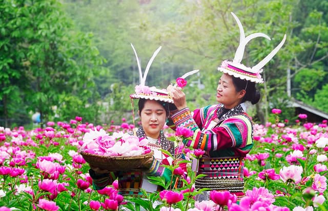 四川平武：芍药花海扮靓美丽藏乡