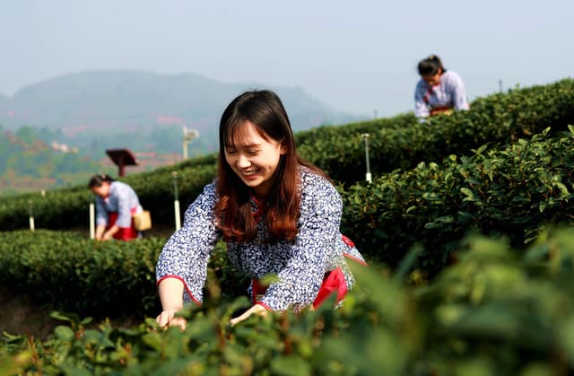 四川纳溪：特早茶开采