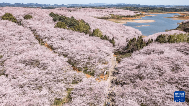 贵州贵安：樱花似海春光灿烂