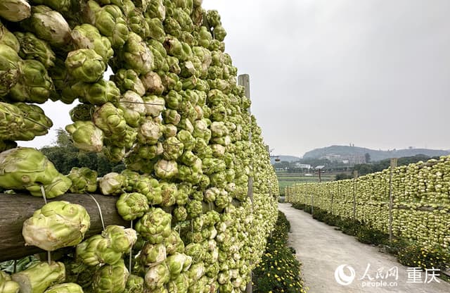 一颗青菜头的“新”路历程