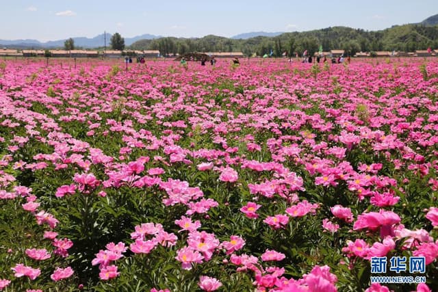 河北承德：芍药花开引游人