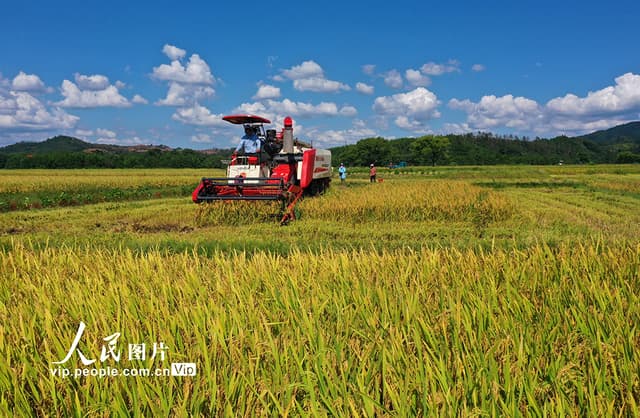 江西泰和：夏粮抢收忙