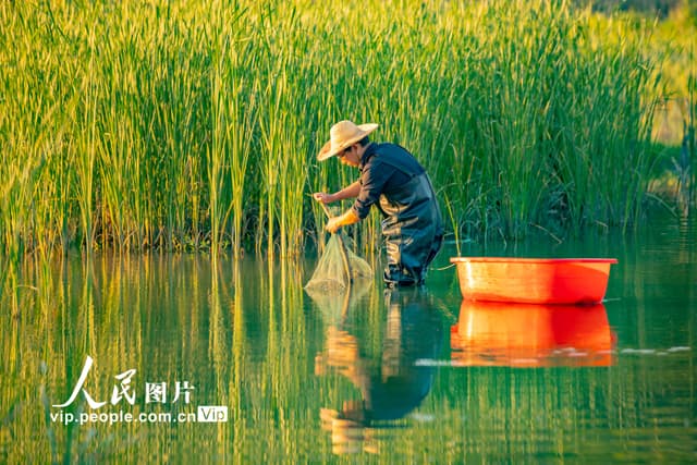 江西湖口：立夏龙虾抢“鲜”上市