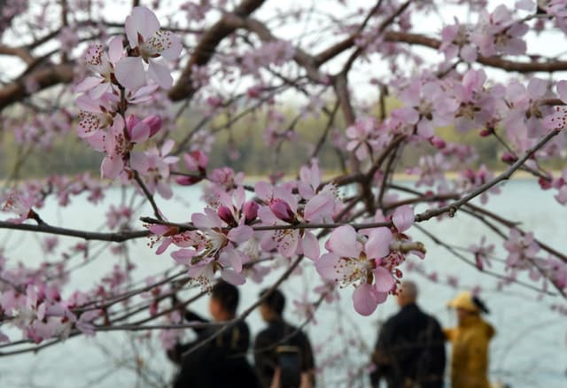 北京：山桃花盛开玉渊潭