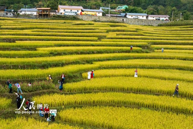 湖北秭归：美丽乡村“丰”景美