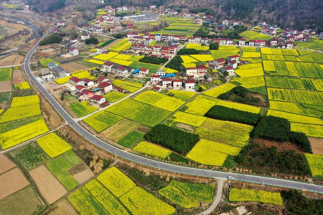 湖北保康：油菜花开乡村美 游客踏青赏花来