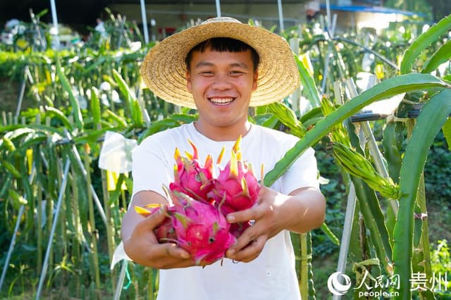 贵州罗甸：火龙果丰收 果农喜笑颜开