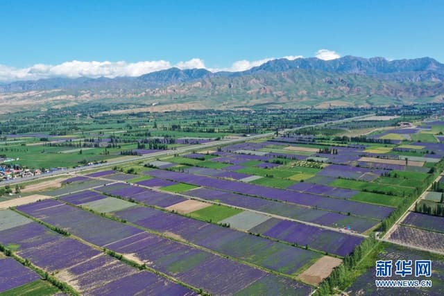 新疆霍城：石头滩变花海 薰衣草助农增收