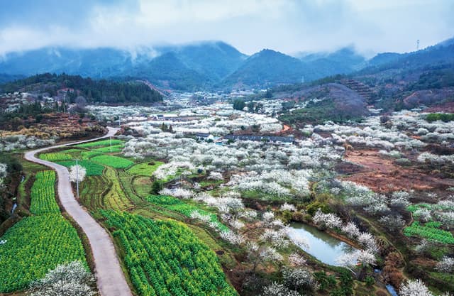 江西龙南：李花如雪落西村