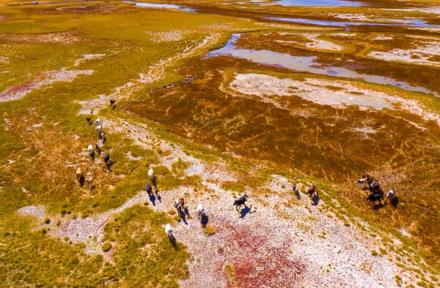 甘肃阿克塞：色彩斑斓湿地美