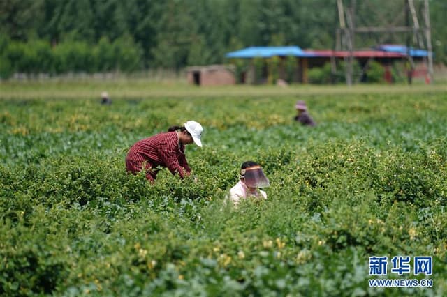 河北邢台：金银花产业助增收