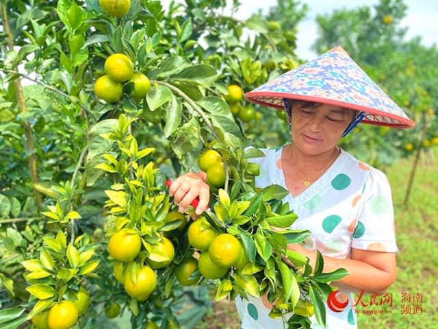 海南琼中：万亩绿橙喜获丰收