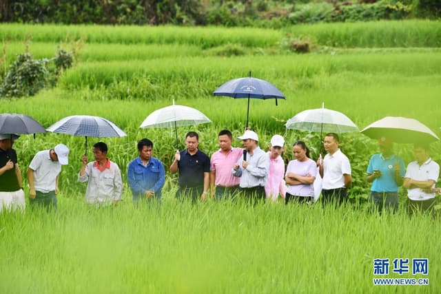 贵州麻江：农业专家田间地头“会诊”忙