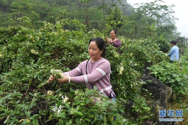 广西马山：金银花产业助增收