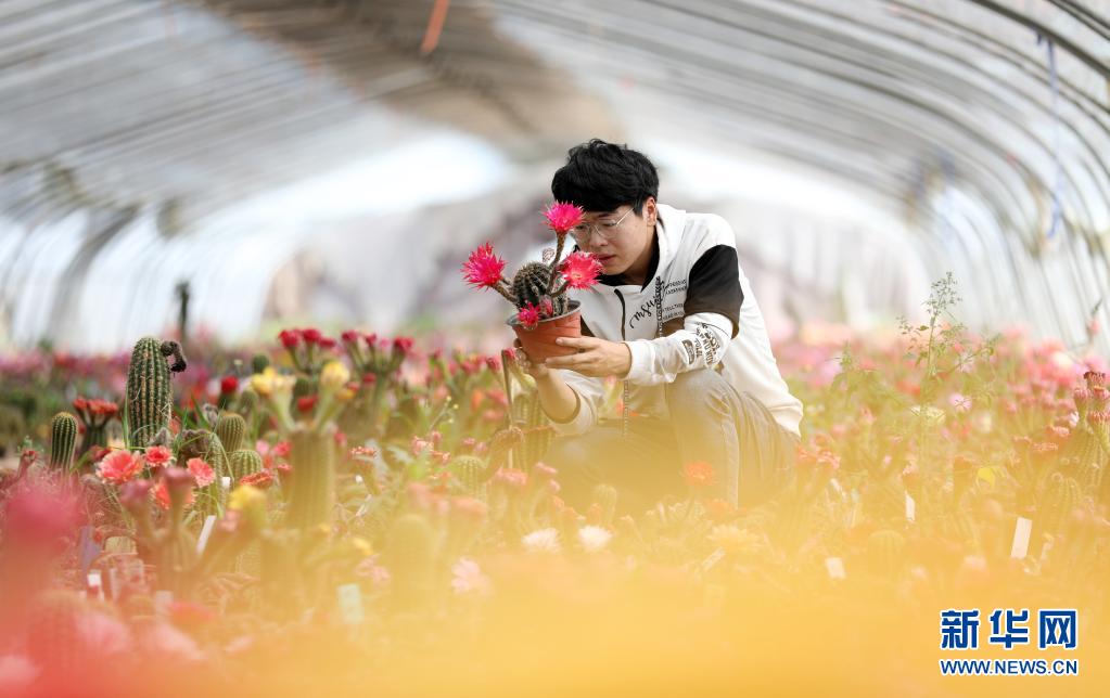 山东郯城：拓展线上渠道 助力花卉销售