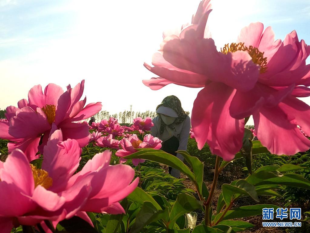 唐山丰南区：花开致富路