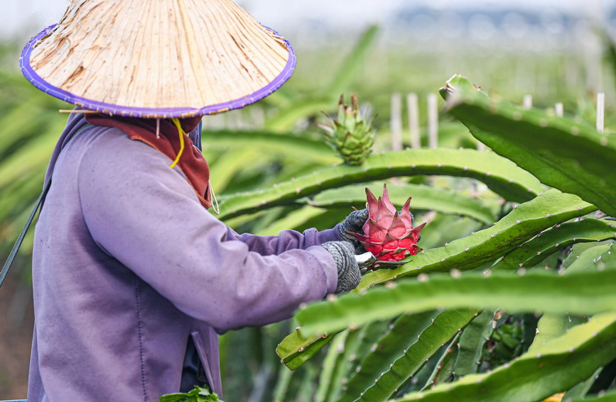 海南东方火龙果丰收