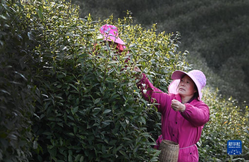 陕西勉县：高山茶园生态美 茶旅融合促振兴