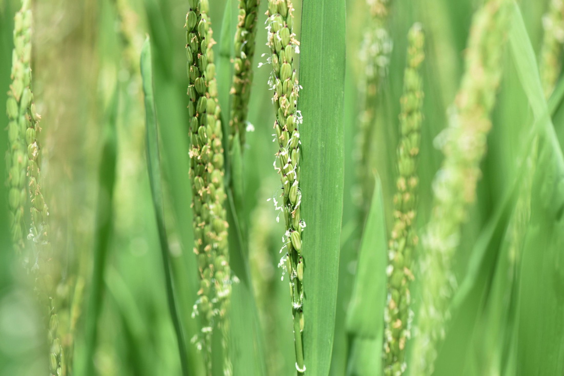 6月21日是夏至