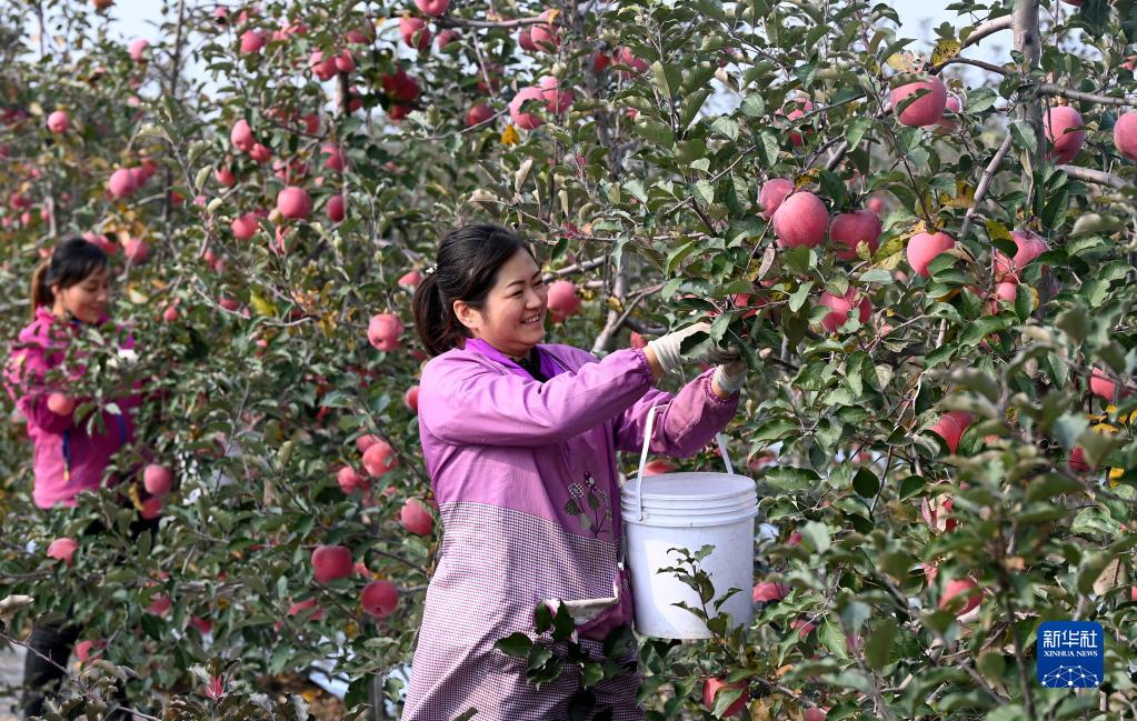 陕西铜川：硕果盈枝头 果农采摘忙