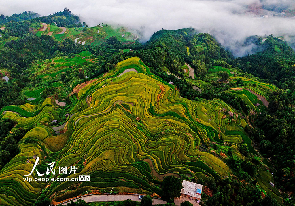 广西融水：初秋梯田“丰”景美