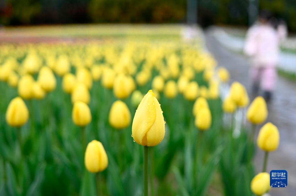 广西柳州：15万株郁金香花开迎新春