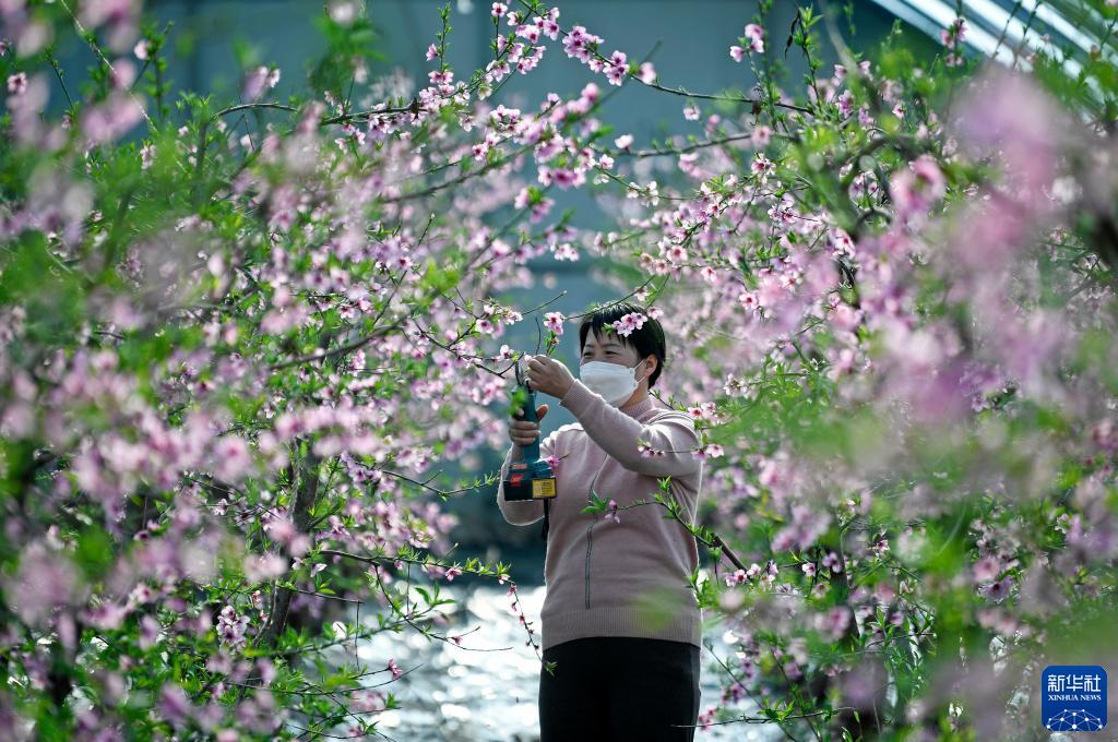 宁夏韦桥村：乡村振兴春满棚 桃花盛开春来早