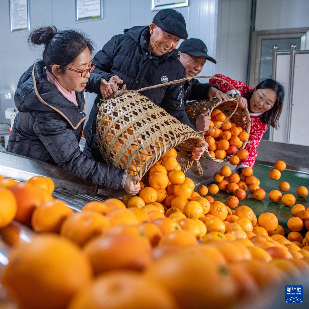 重庆垫江：柑橘陆续上市 助力乡村振兴