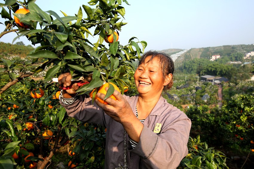 天府之国优品多 流量密码在田间