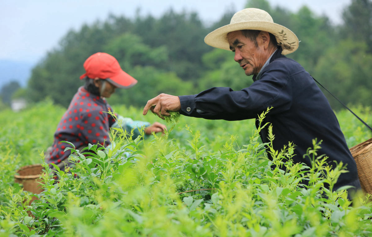 湖南张家界：高山莓茶采摘忙