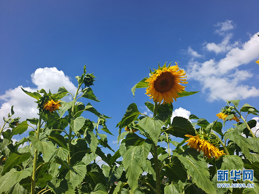 向日葵花海扮靓云南禄丰美丽乡村