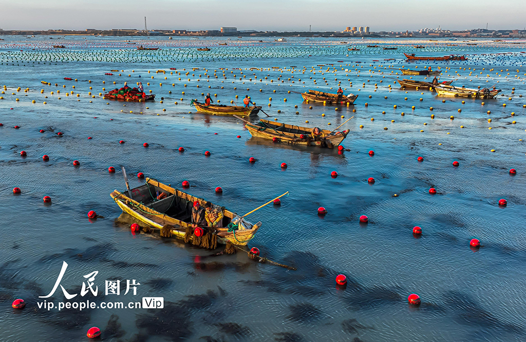 山东荣成：海上晨耕美如画